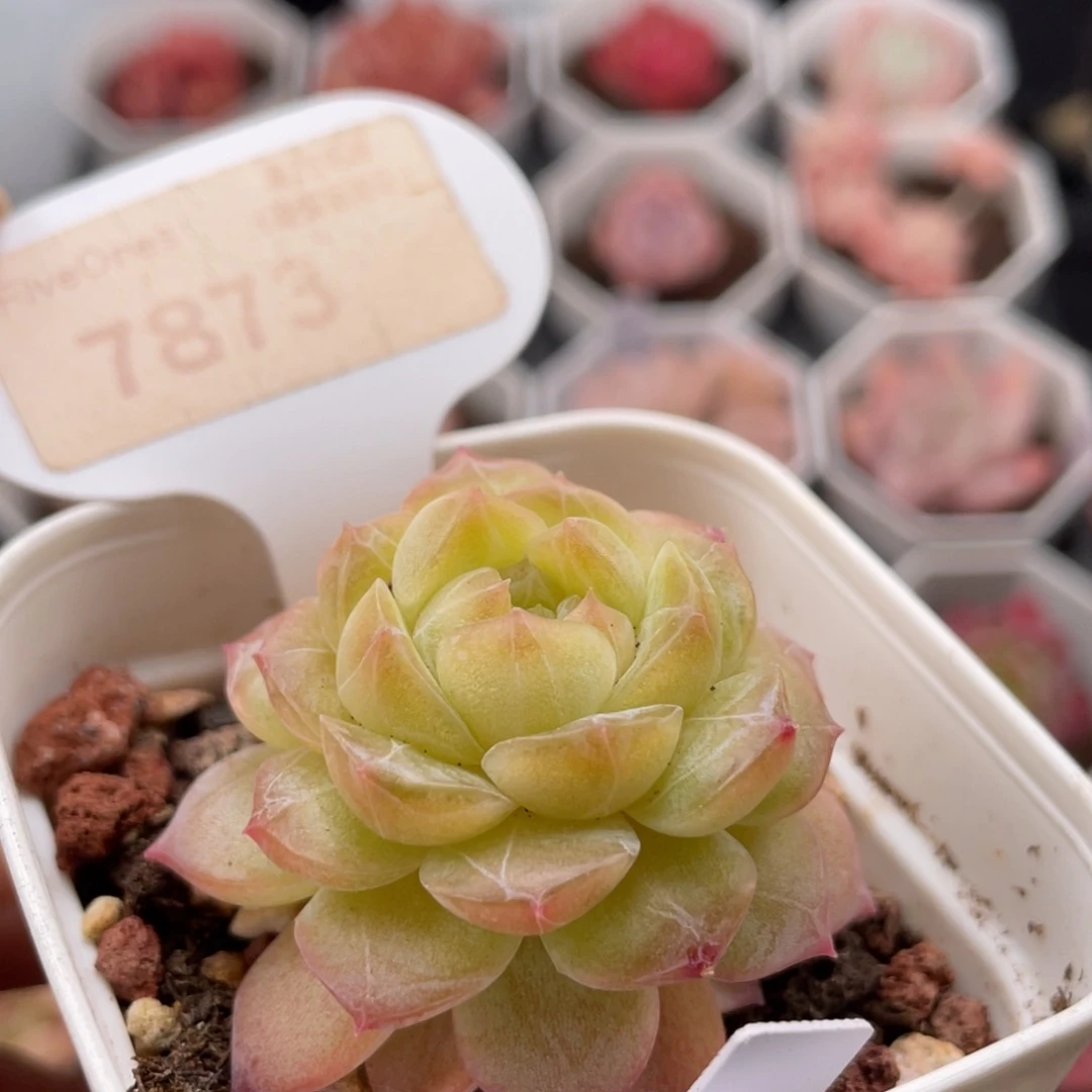 编号系列7873-4.5厘米