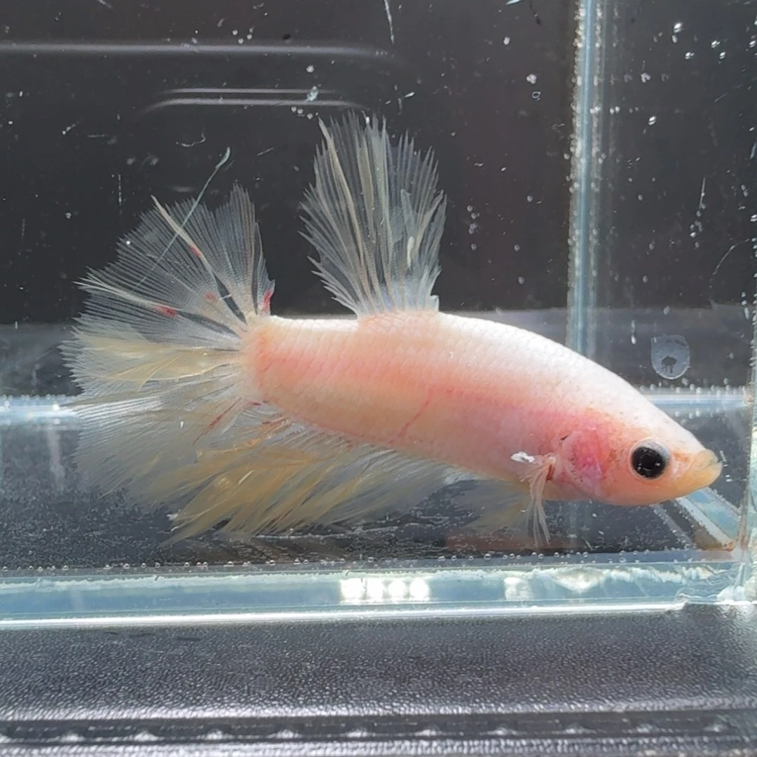 海水鱼4号拍品印尼斗鱼