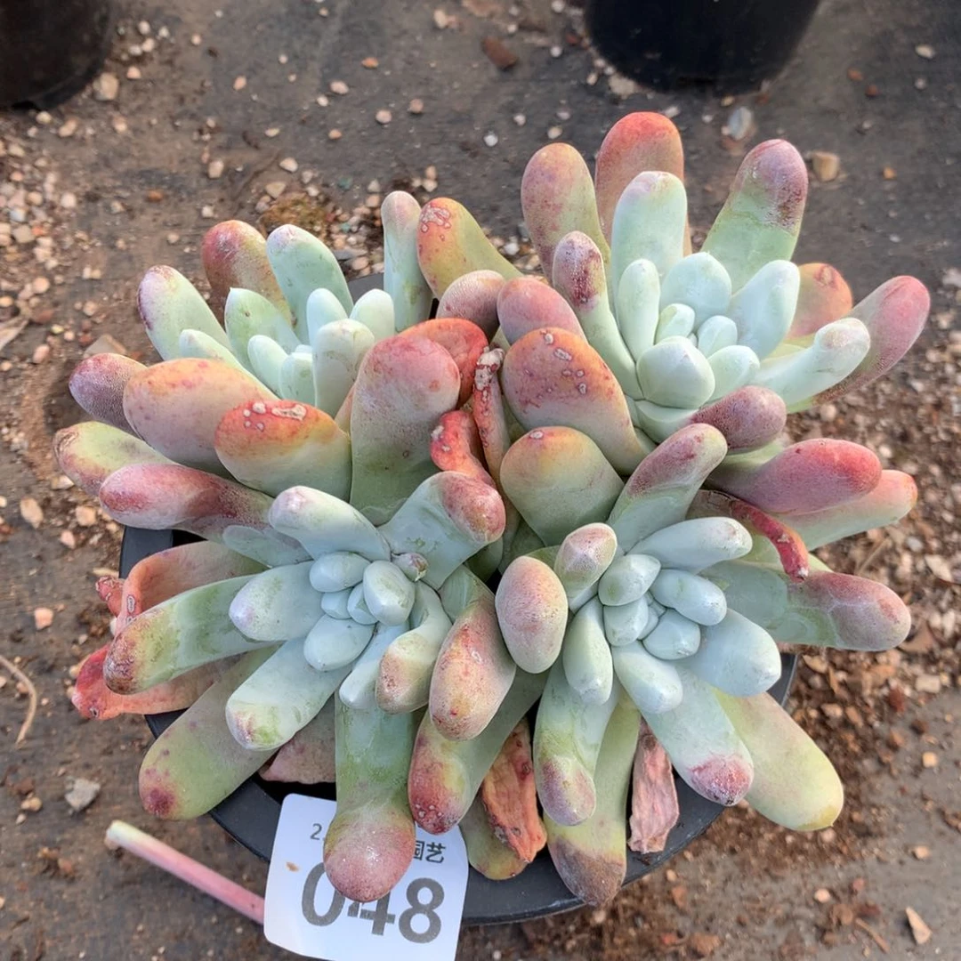 P***y拇指048多肉植物