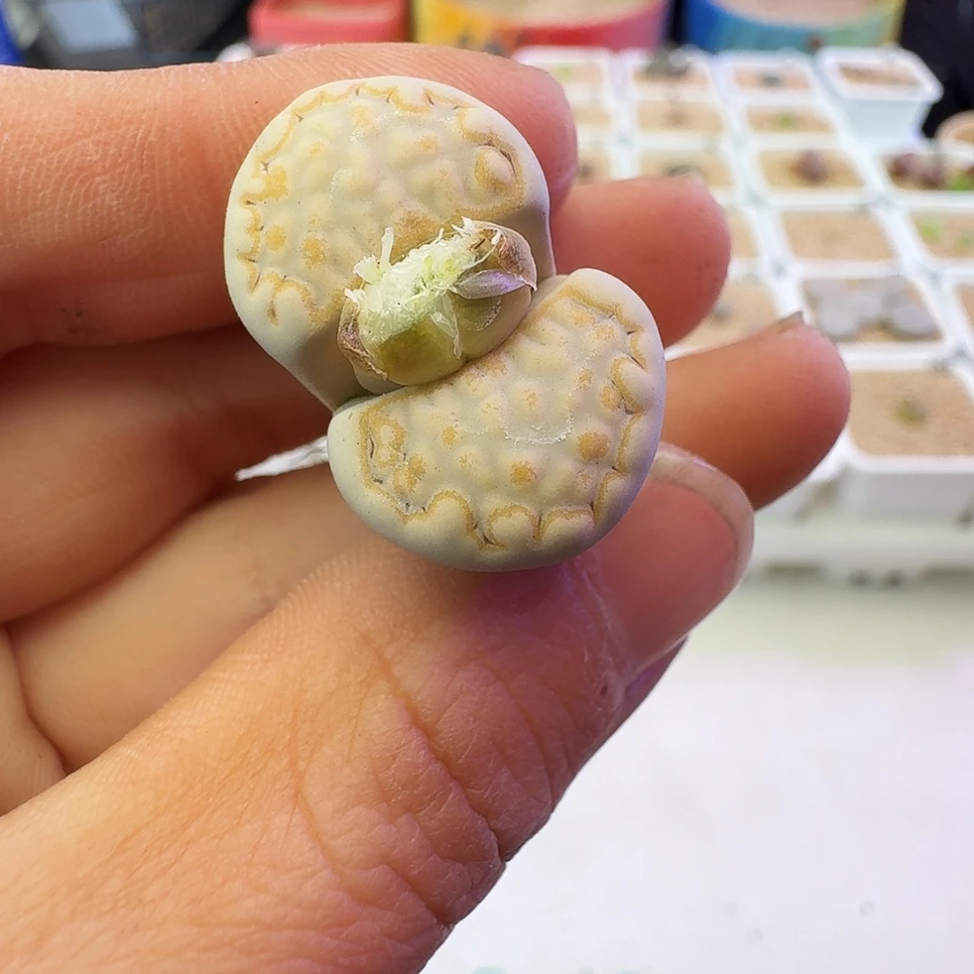 多肉植物福利生石花356