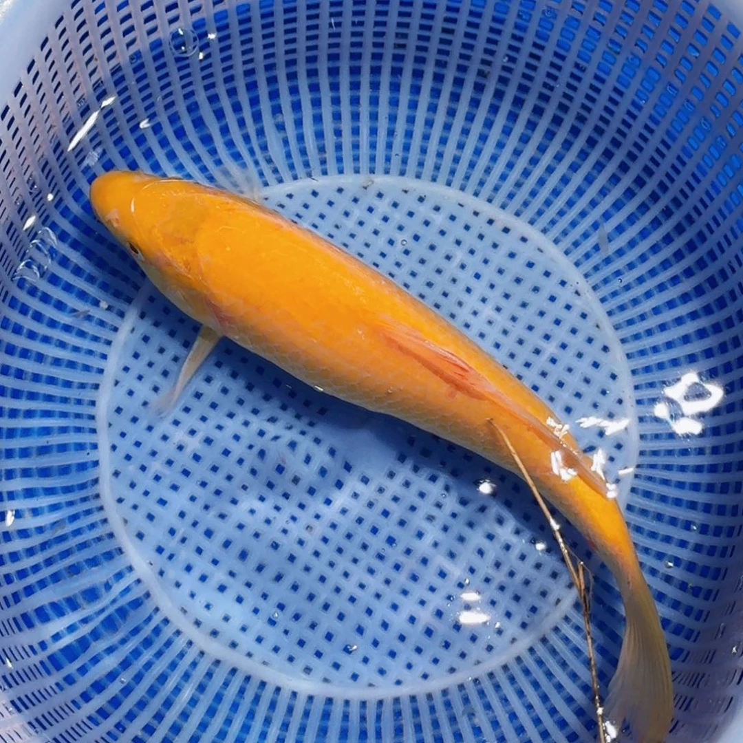锦鲤精品甄选血统锦鲤