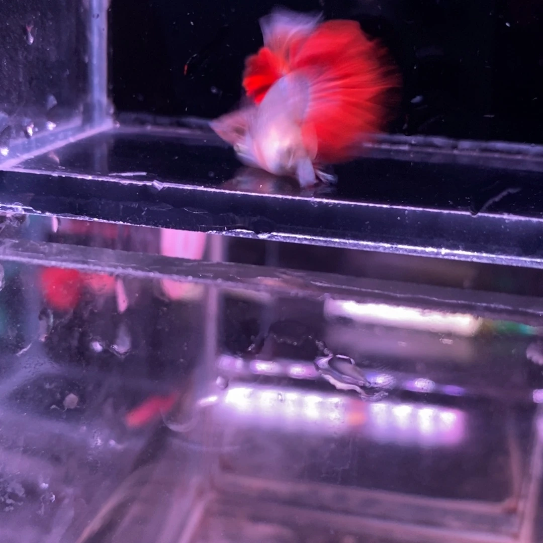 孔雀鱼折扇球一对