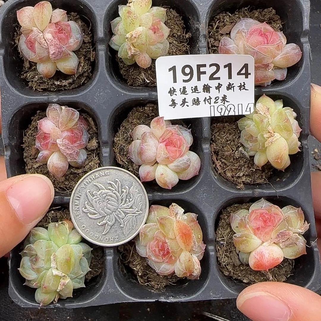 214尺寸2厘米很小介意勿拍