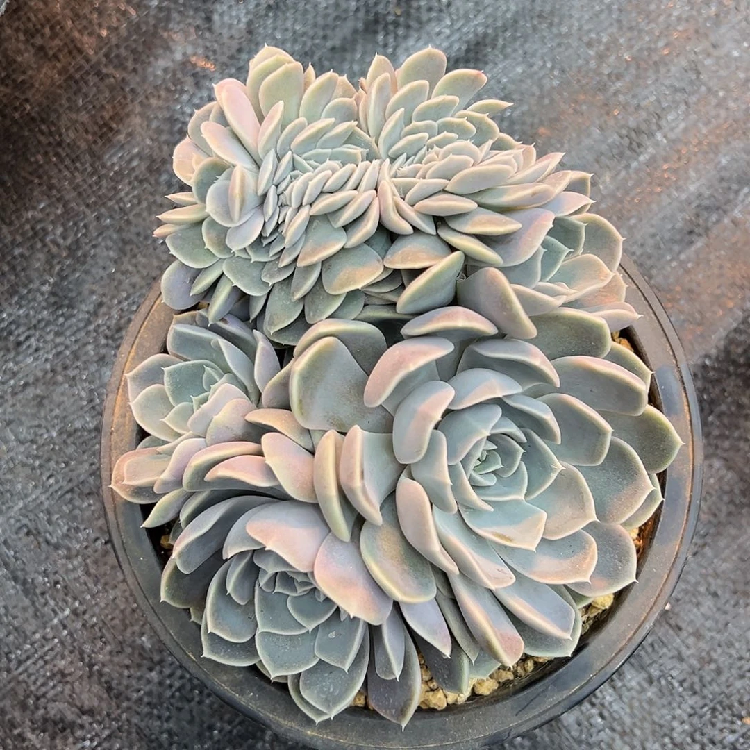 汉堡缀化，一物一拍