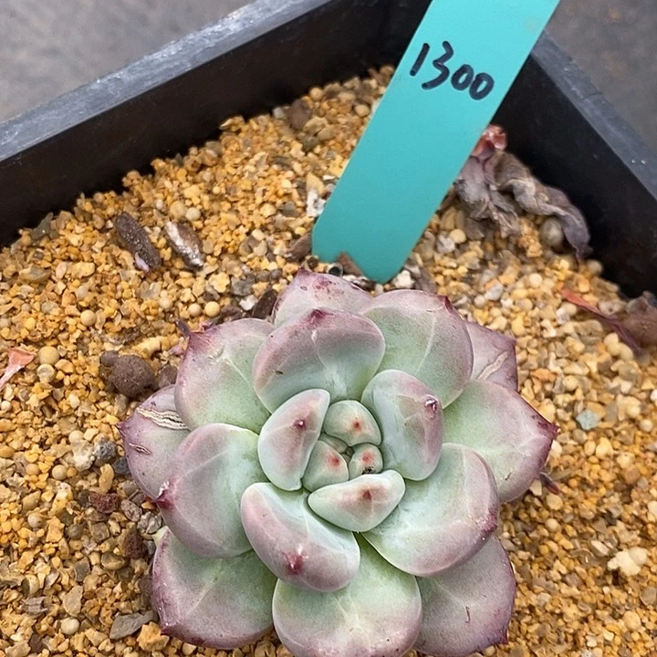 镇****店1300多肉植物老桩