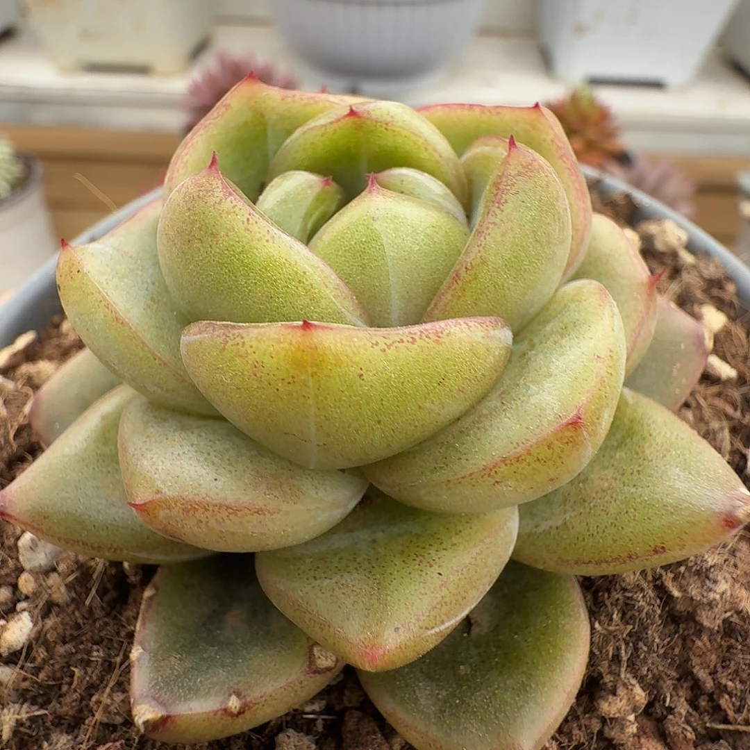 钻石珍妮1111223-161