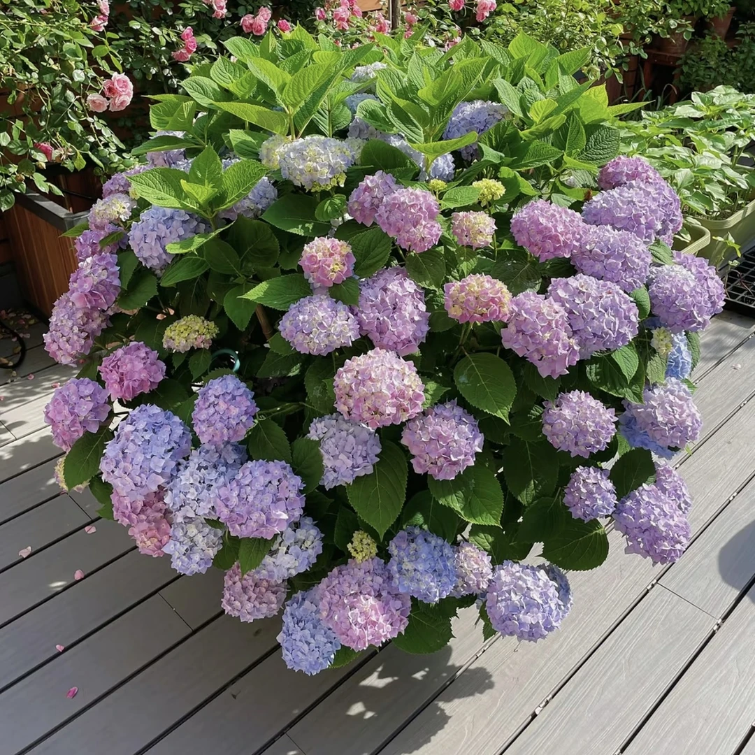 淡蓝花园【5加仑】大花绣球盆栽-花园阳台庭院绣球盆栽绿植植物