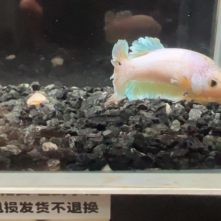 斗鱼竞拍跑单拉黑26日31