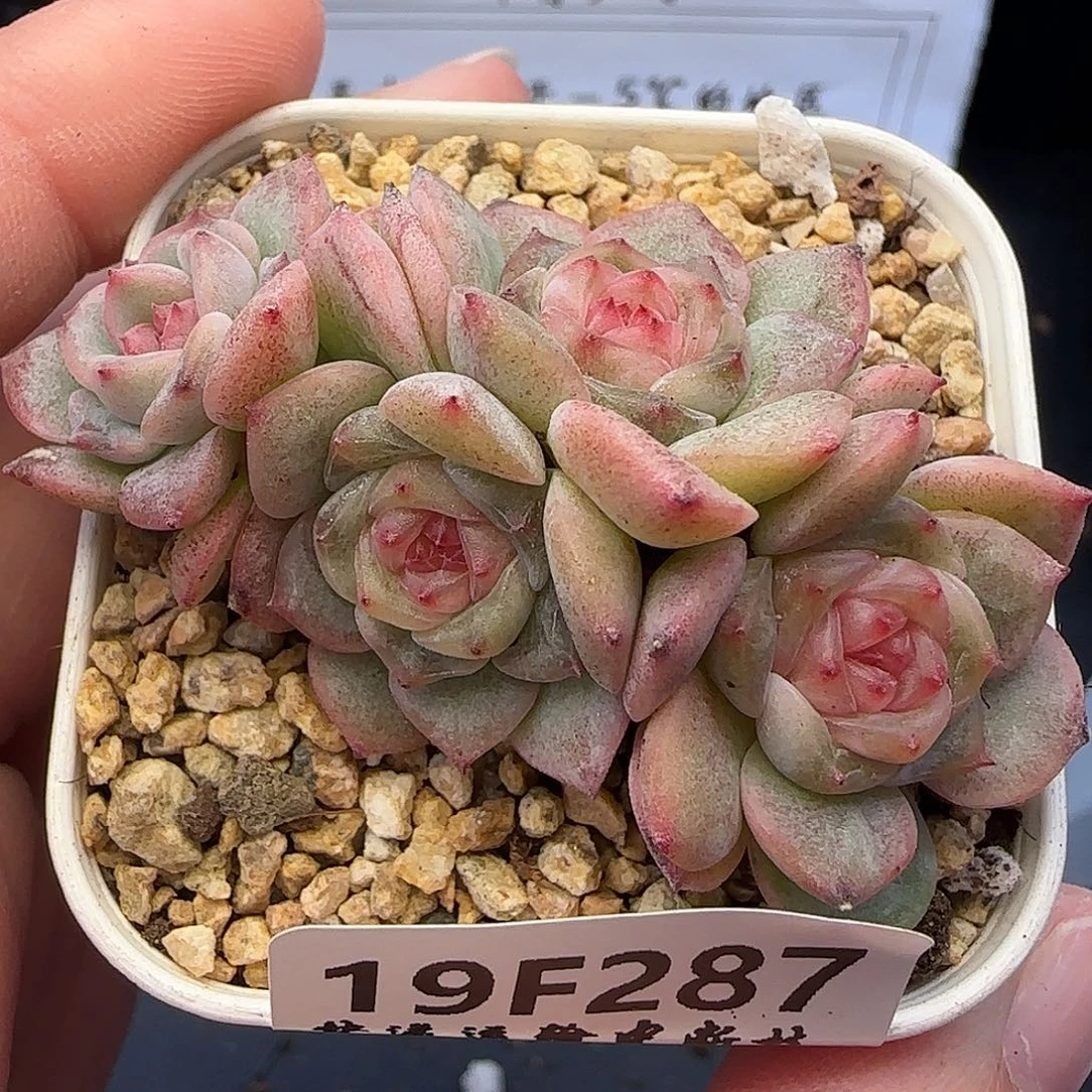 【满29包邮非偏远】287四头