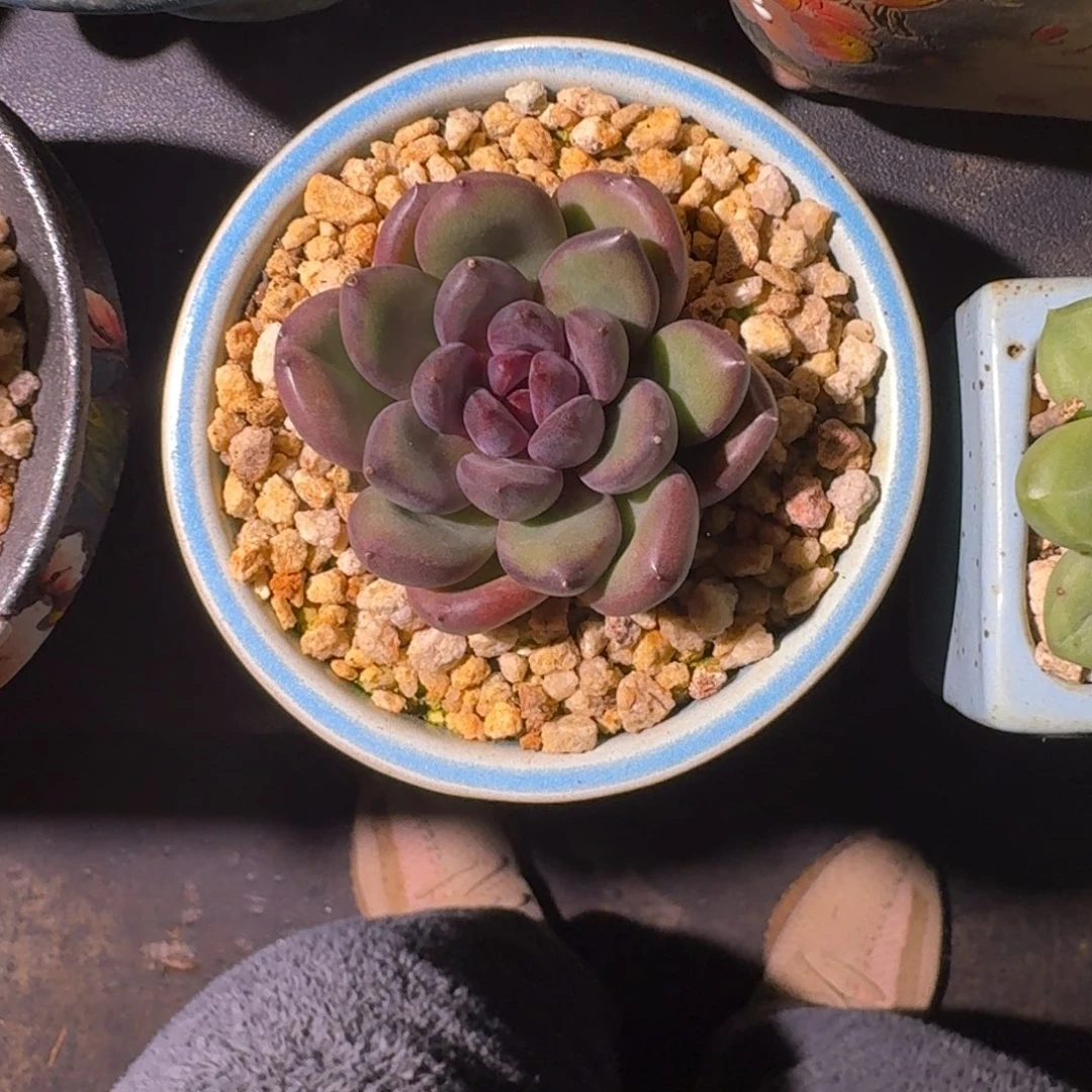 黑钻 单头 一物一拍