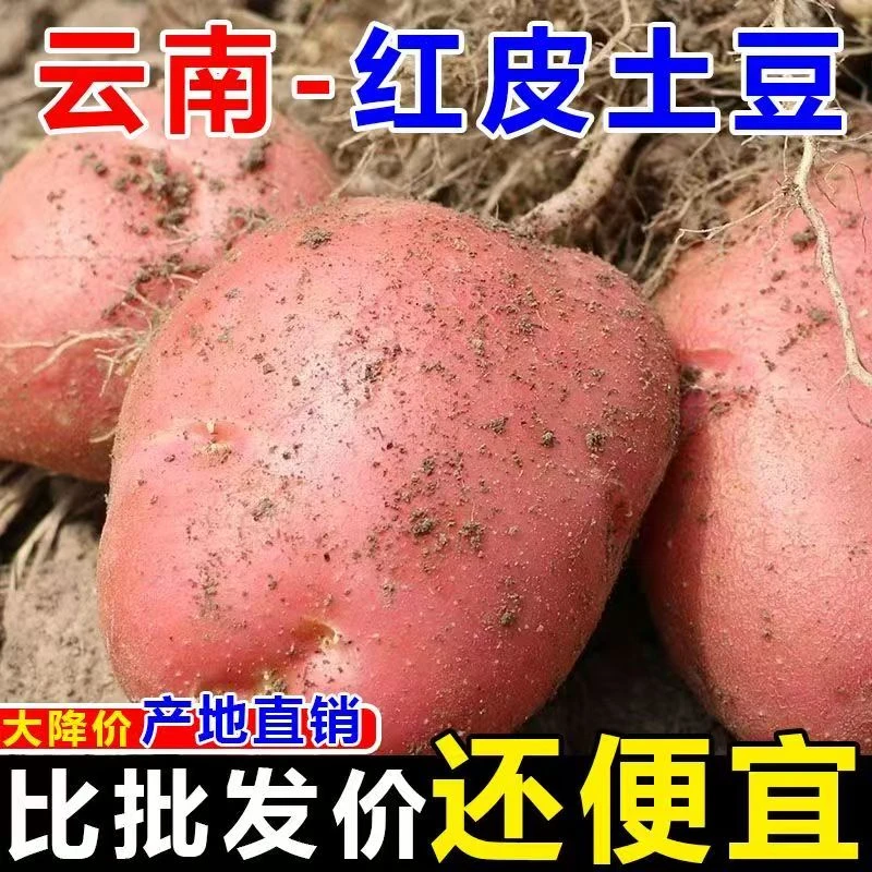 云南红皮黄心土豆新鲜现挖露天农家自种沙面粉糯