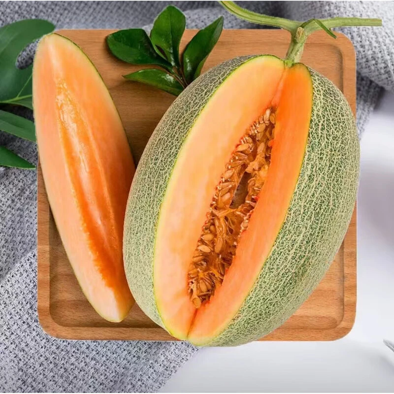 甘肃哈密瓜西州蜜7-9斤/单果2.5斤起/坏果包赔