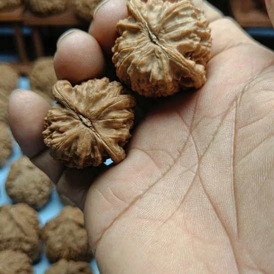 小***蝶完全开放白狮子核桃