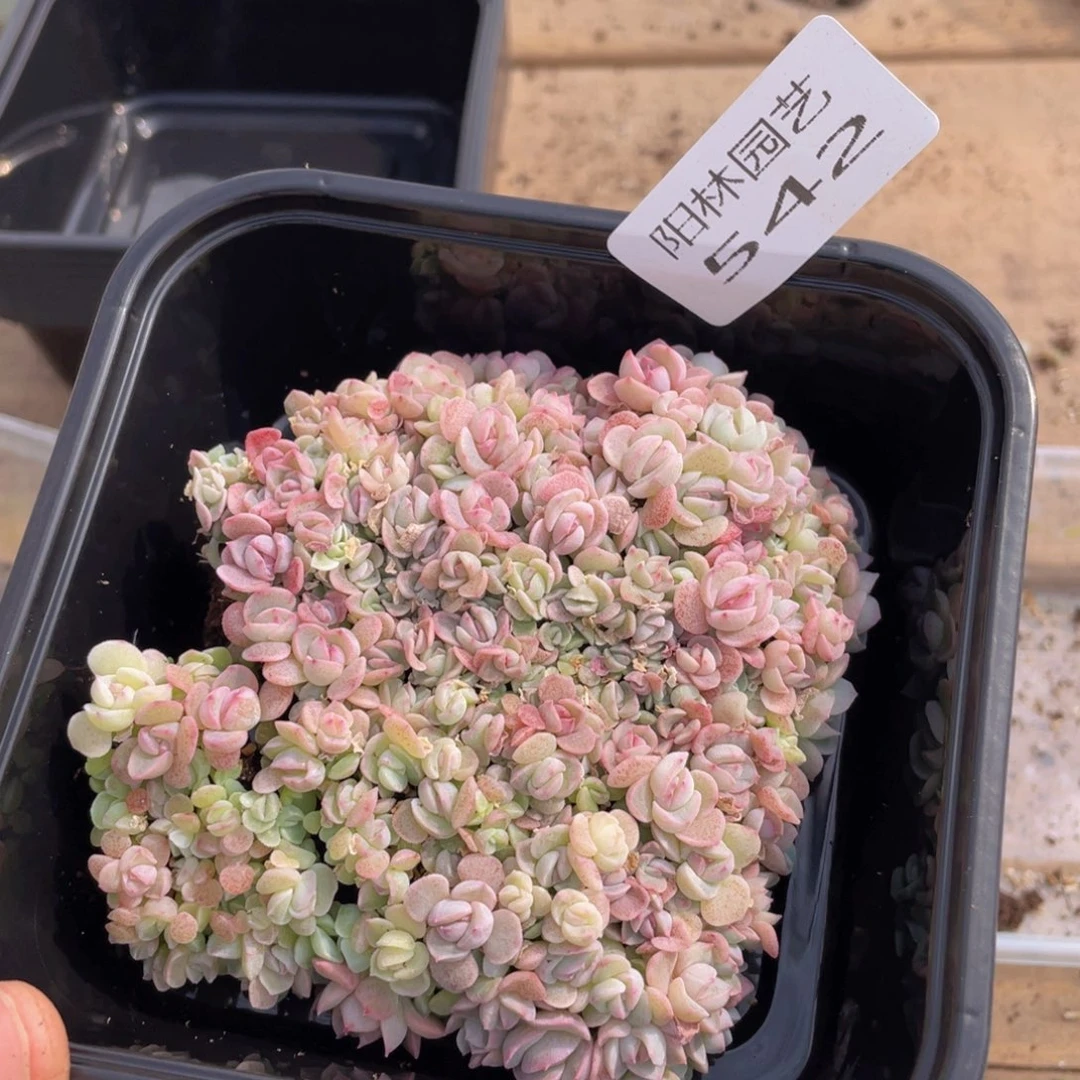 呀***！多肉植物多肉植物542