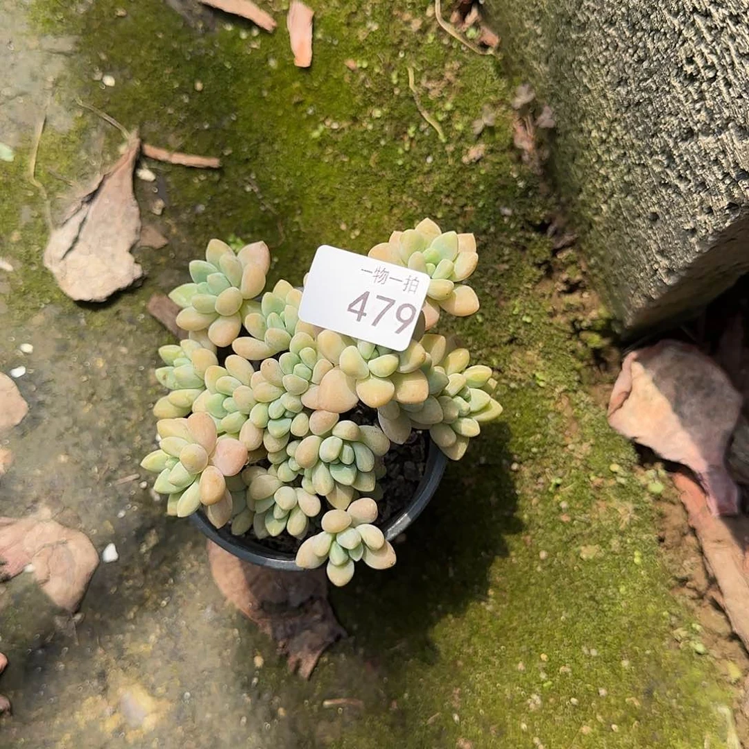 唯**妞479号 一物一拍