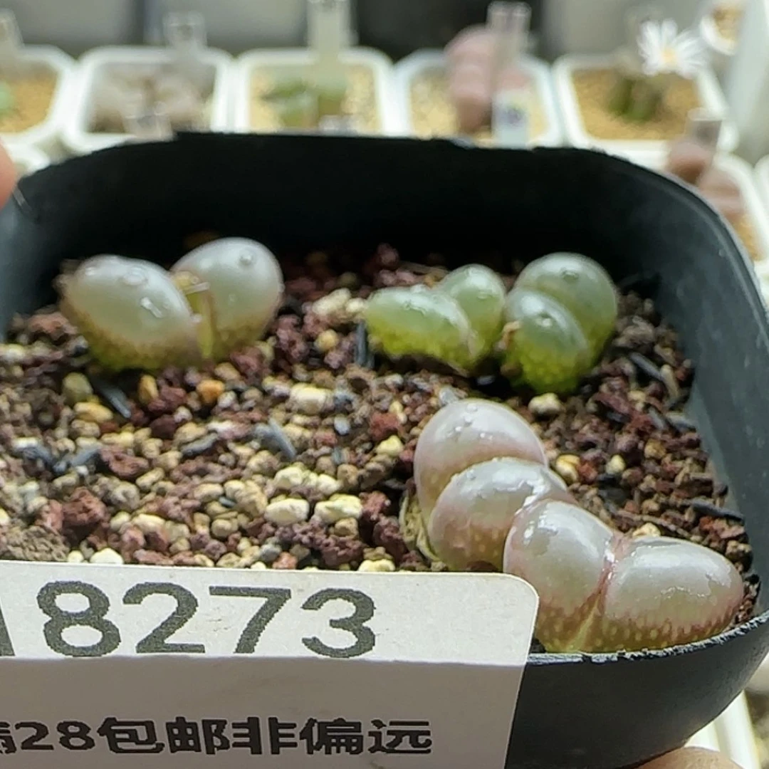 【闪购商品】羊*杨18273