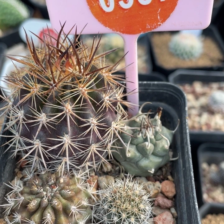 实生仙人球03870000000