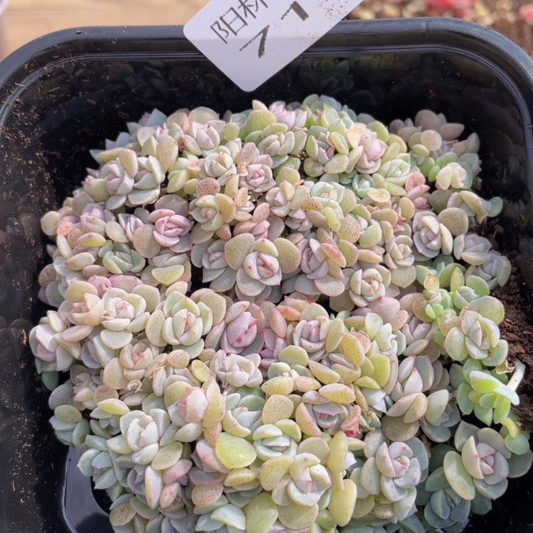 ?***?多肉植物多肉植物712