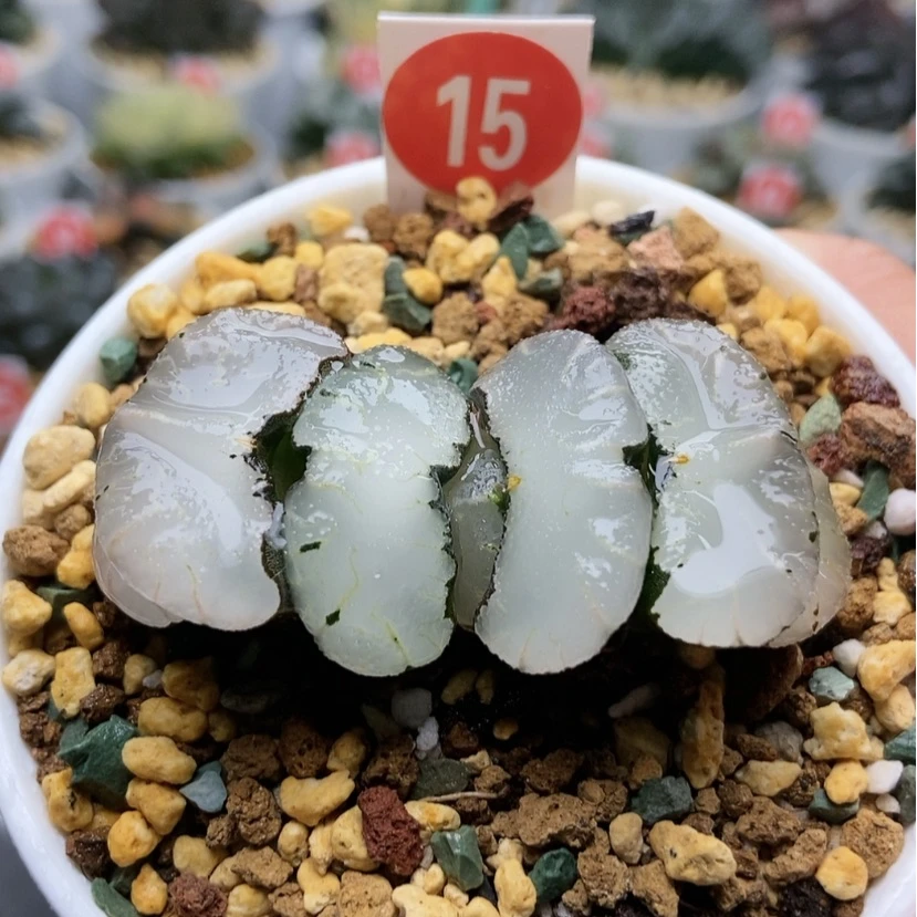 【闪购商品】15旷月玉扇