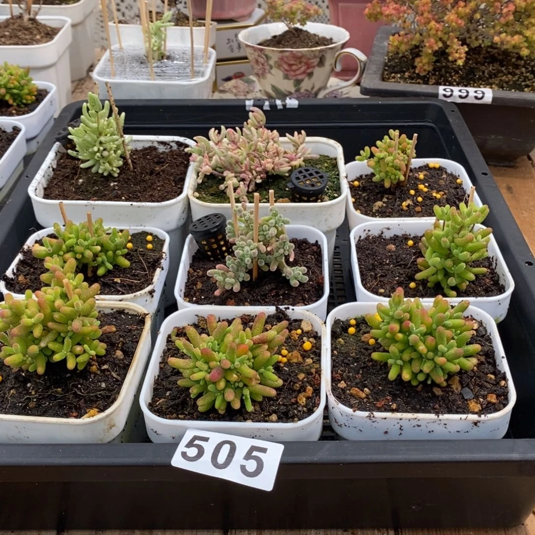 枝干番杏多肉植物505