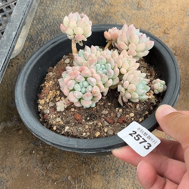 阿雅园艺。        2573奶糖