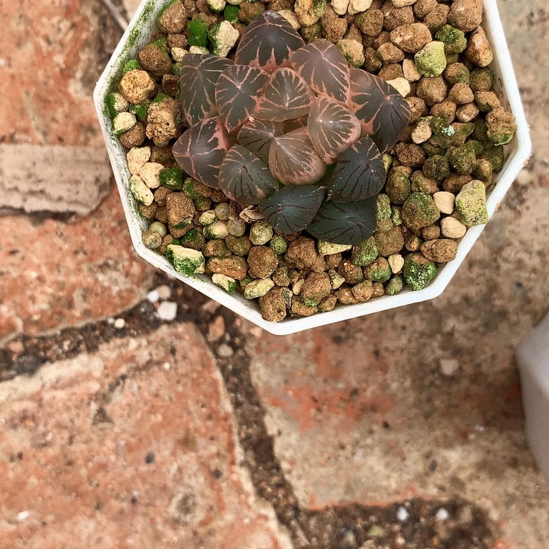 50号，一物一拍，带盆带土