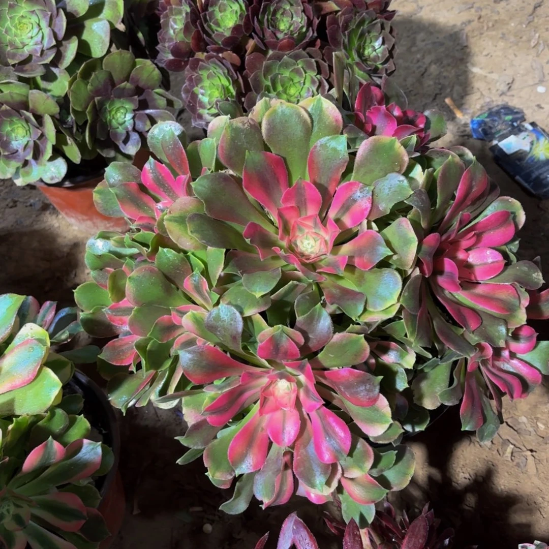 香妃法师22.8多肉植物