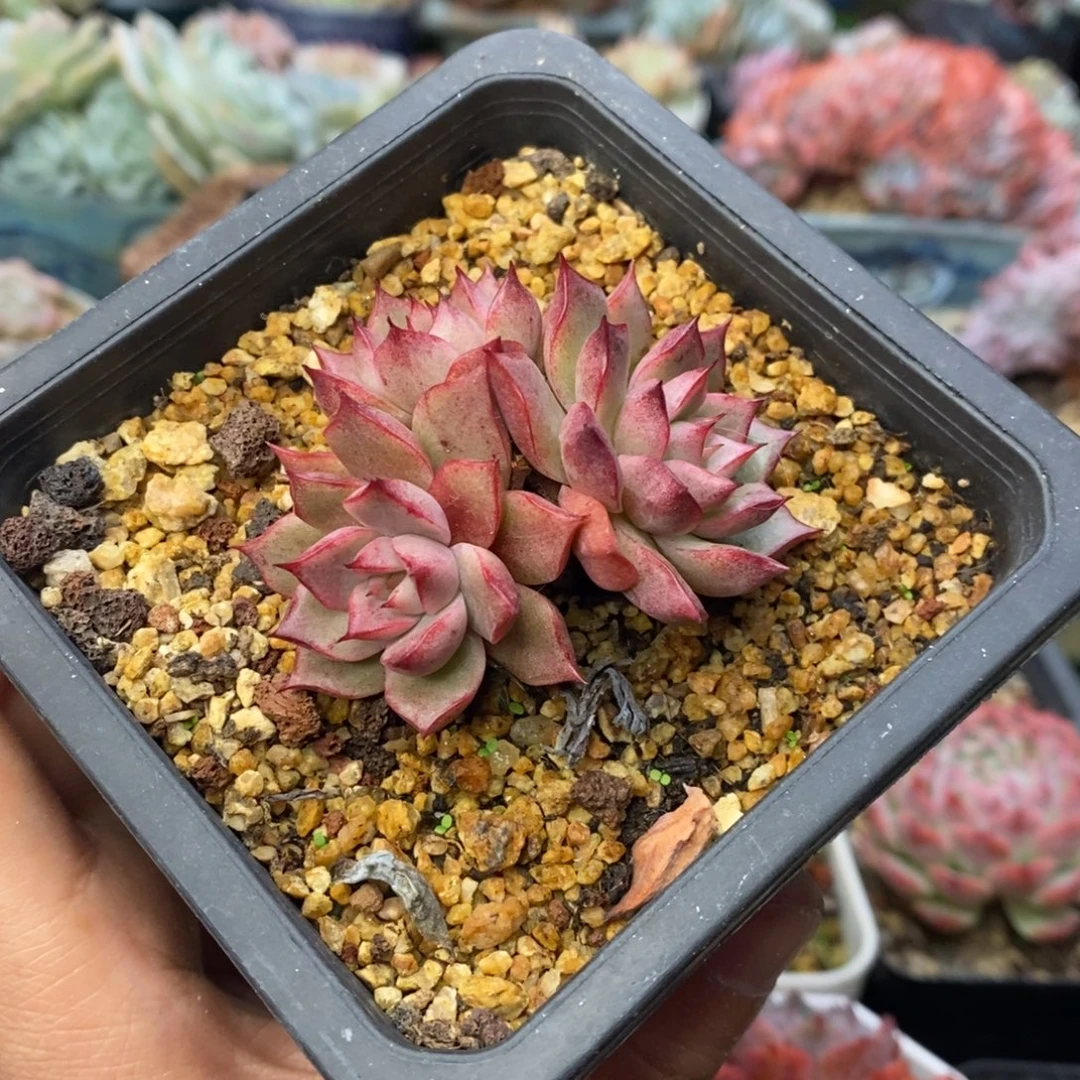 杂交控养三头一物一拍