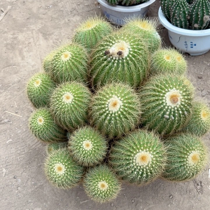 花***，恭喜发财。