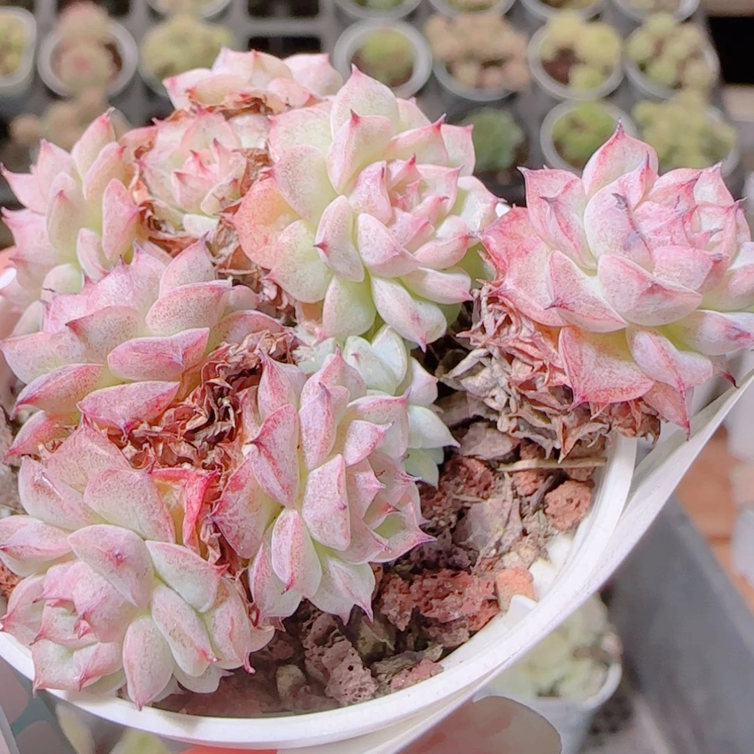 花语逸镜1106-233散