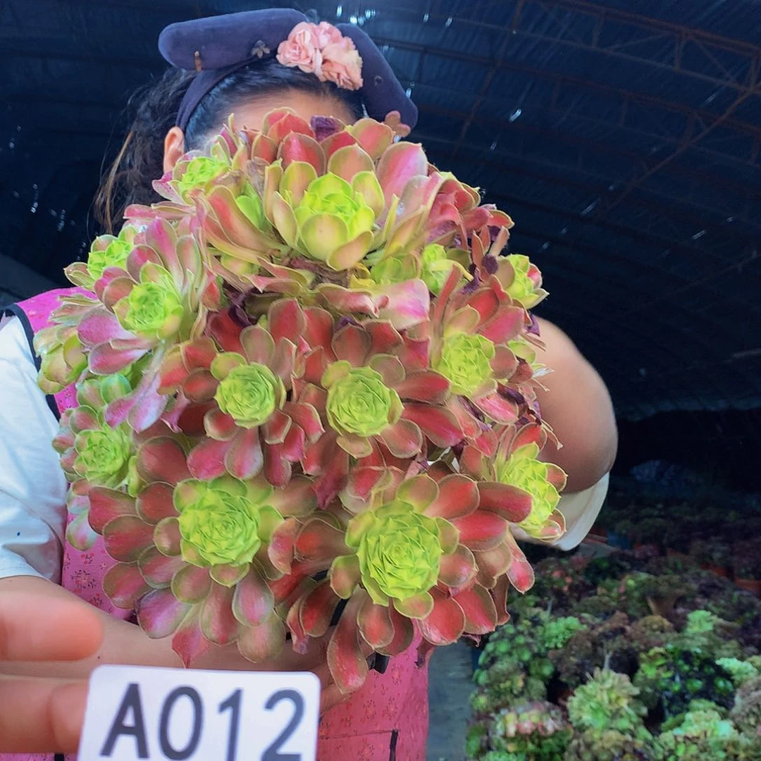 无花朵柒哥多肉法师不包侧断枝12