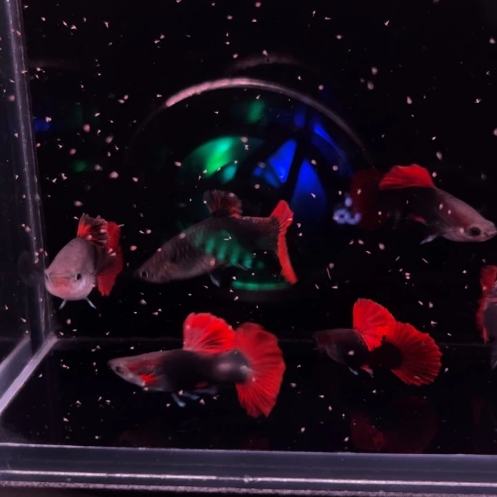 孔雀鱼爆绒折扇压成3对