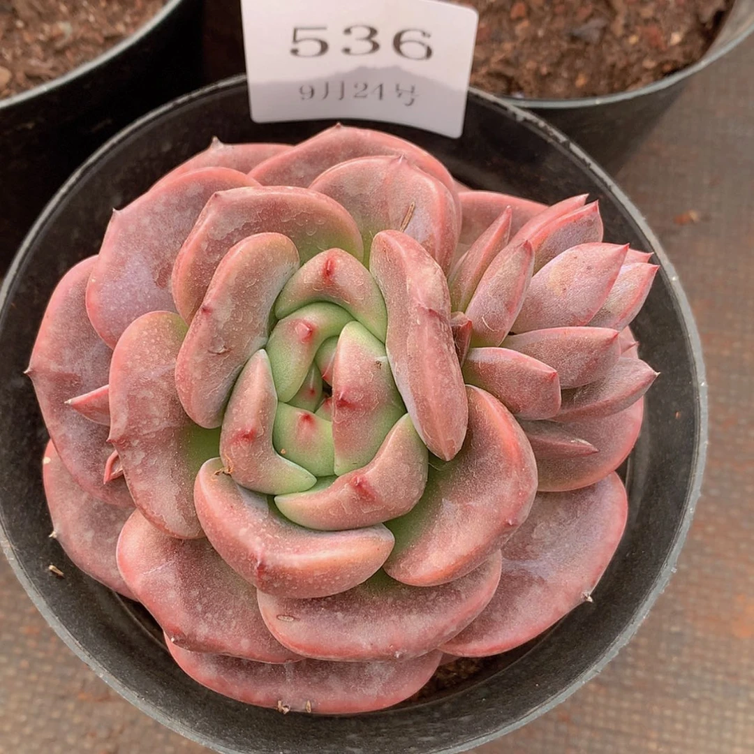 【闪购商品】阳**雪云536号