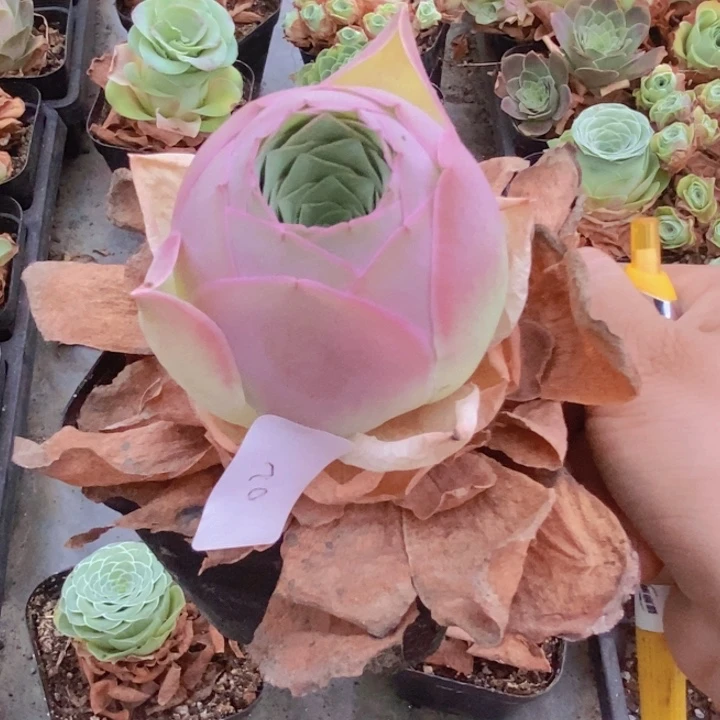 山地玫瑰粉色桃子02