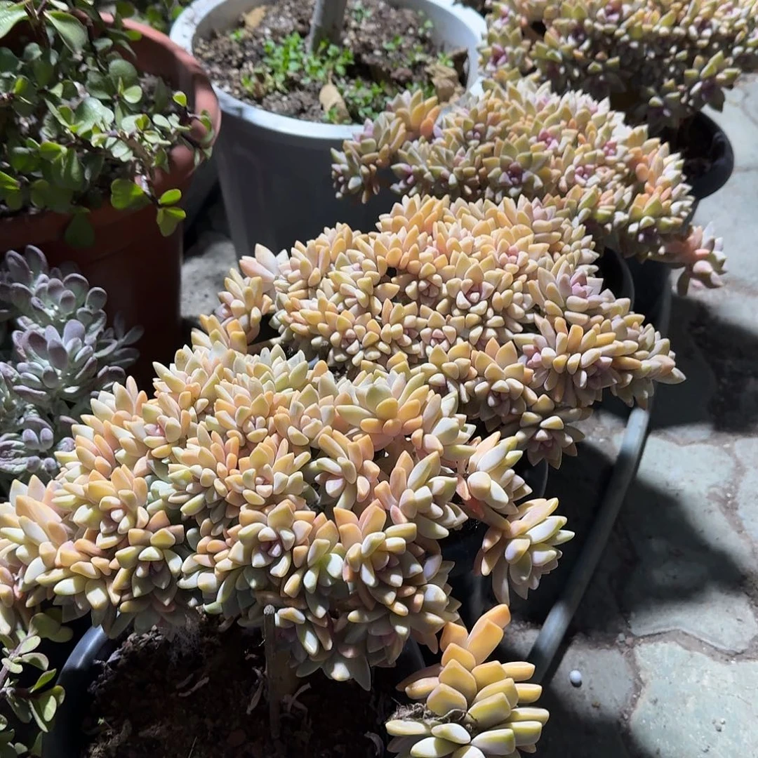 淡雪朵朵缀化多肉植物