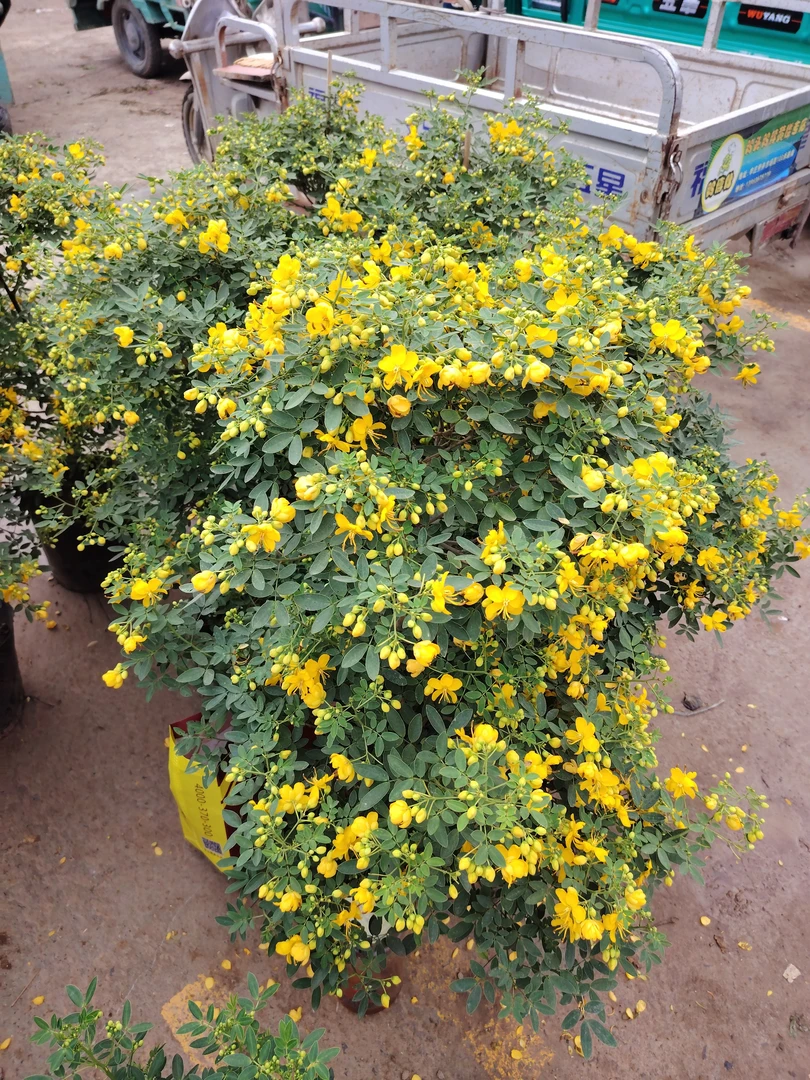 梅盆栽带花苞发货四季开花多年生花卉耐寒好养