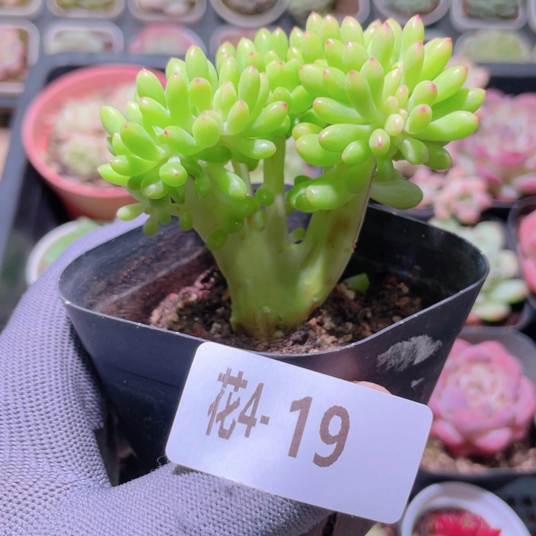 花利美4-19青松缀化