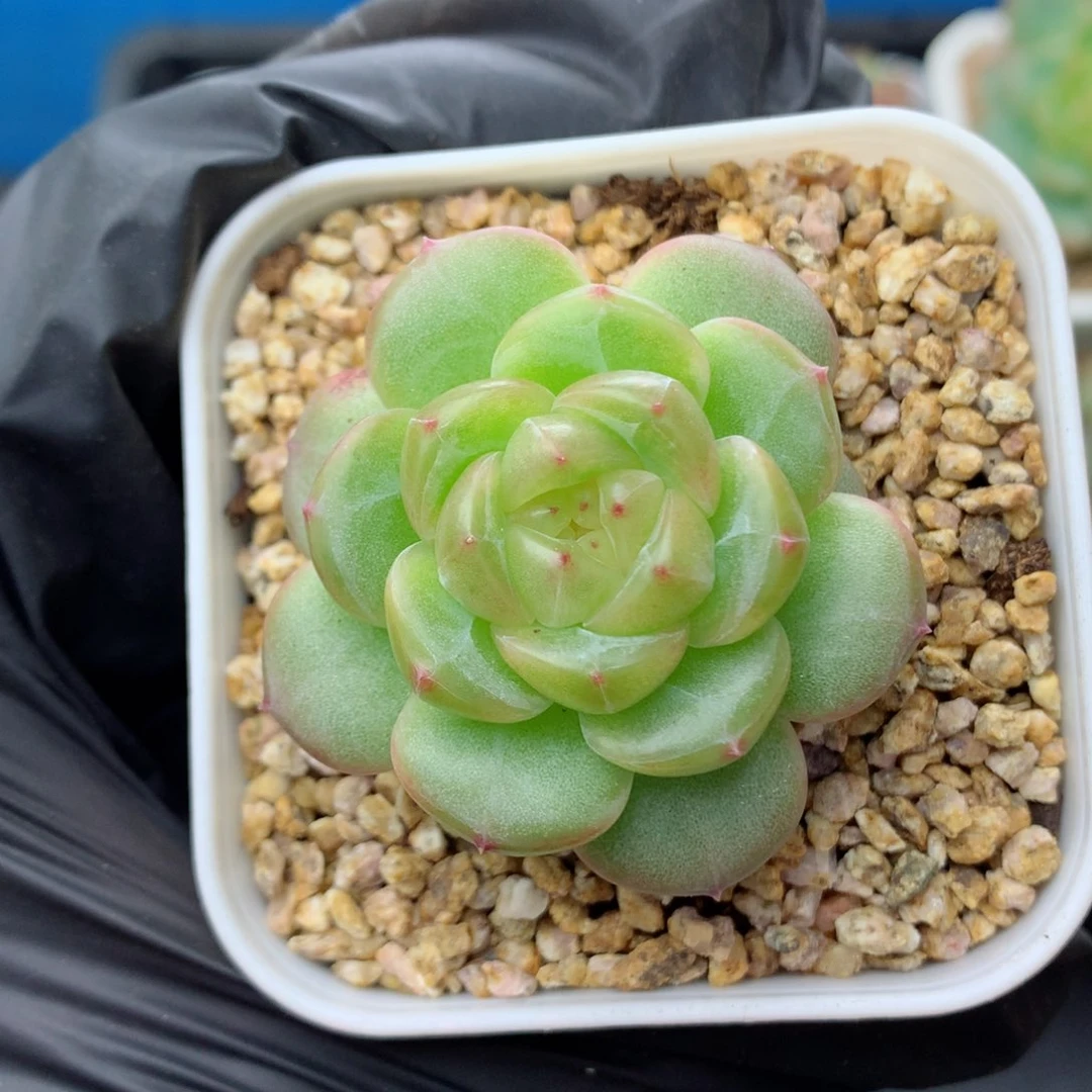 58包邮  群生不包整遥遥67