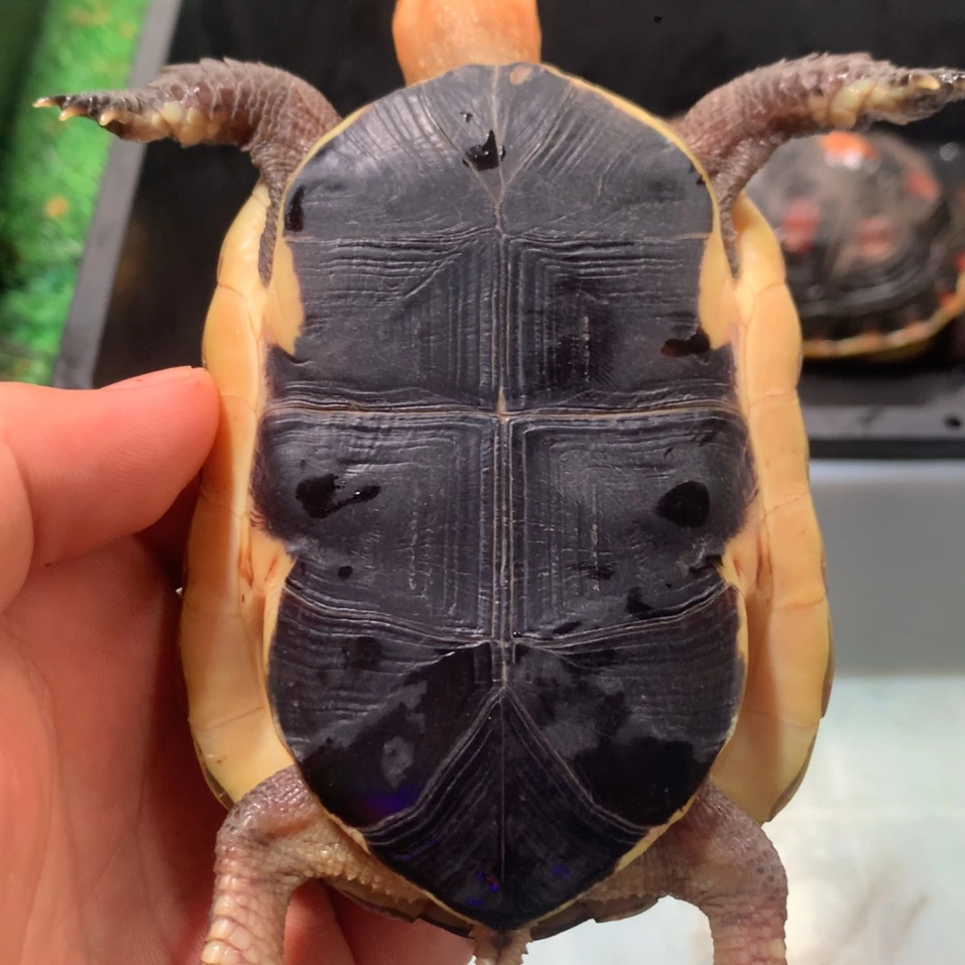 宠物龟不分公母宠物龟