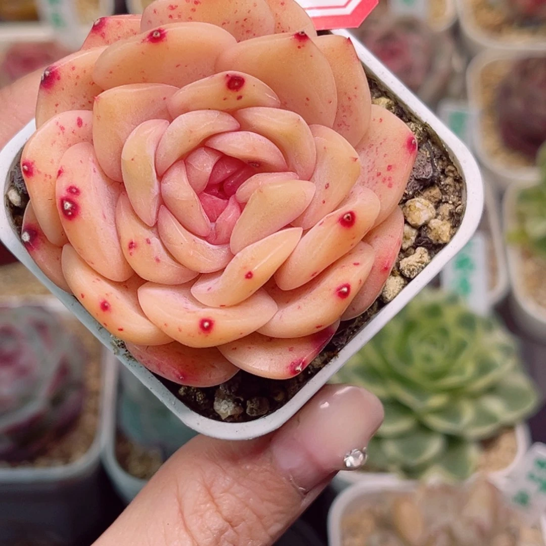 G555 孔雀翎一物一拍