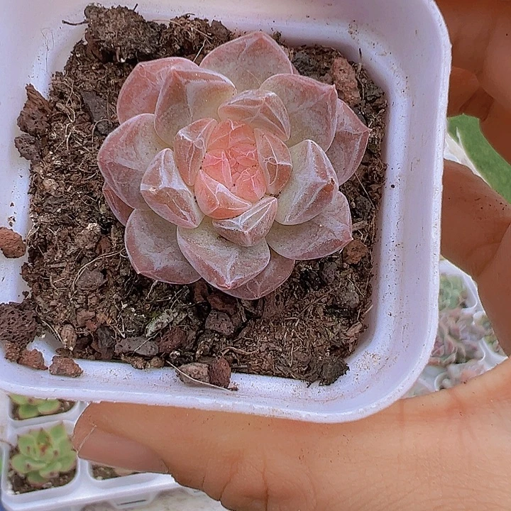 精品冰魄19包邮多肉植物