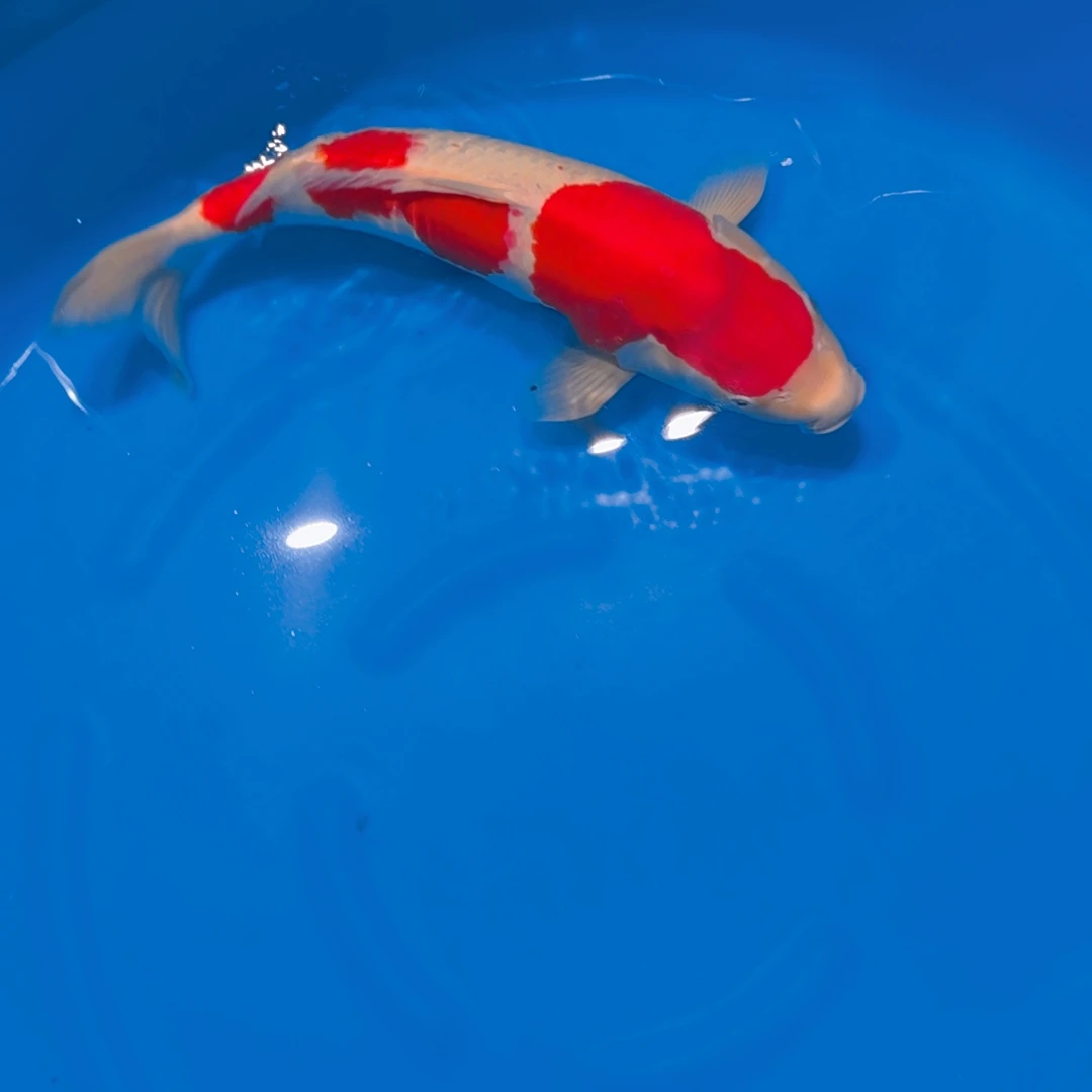 锦鲤子凡专拍链接