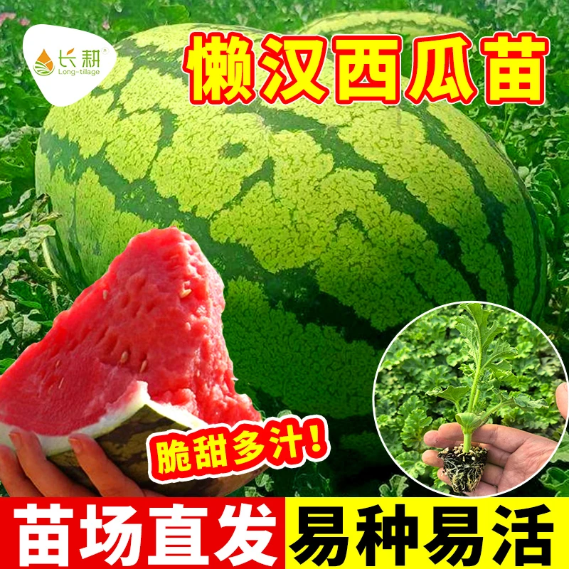 早佳8424西瓜种苗新疆麒麟西瓜种子特大高产懒汉西瓜四季孑籽秧苗