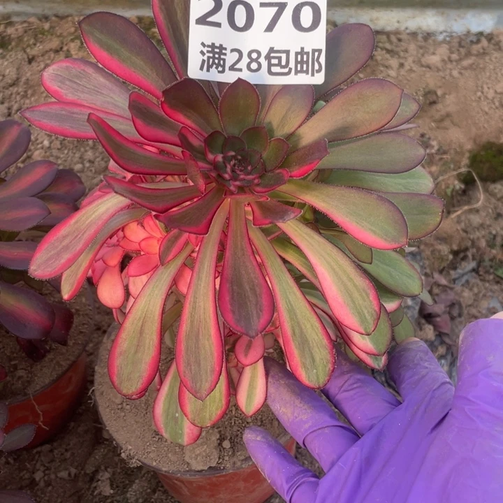 2070二号棚花蝴蝶多肉植物M