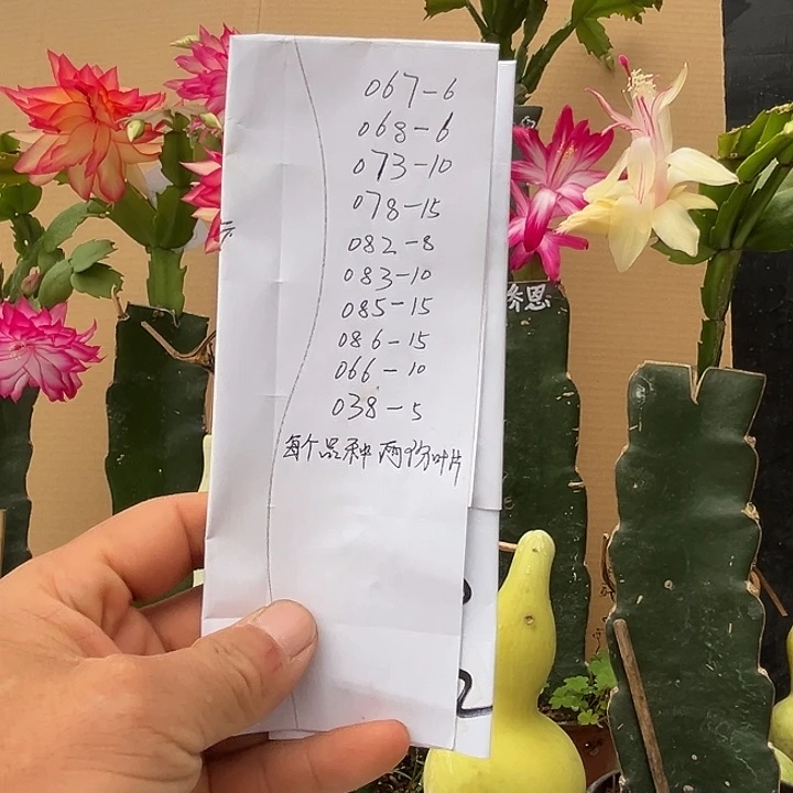 心***贝完全开放十个品种每个两份
