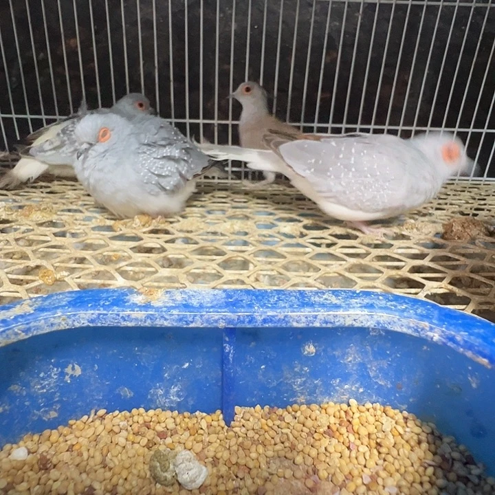 刺***～打包运输笼子蓝白笼子