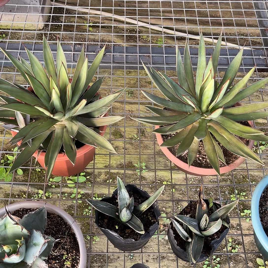 痞***爵泷雷龙舌兰花卉绿植