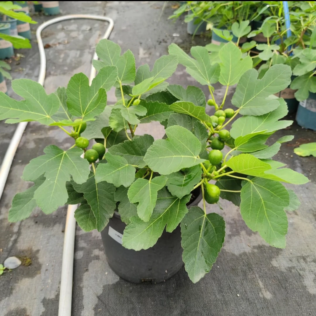 （原盆原土）无花果树苗盆栽地栽波姬红青皮芭劳奈金傲芬盆栽苗