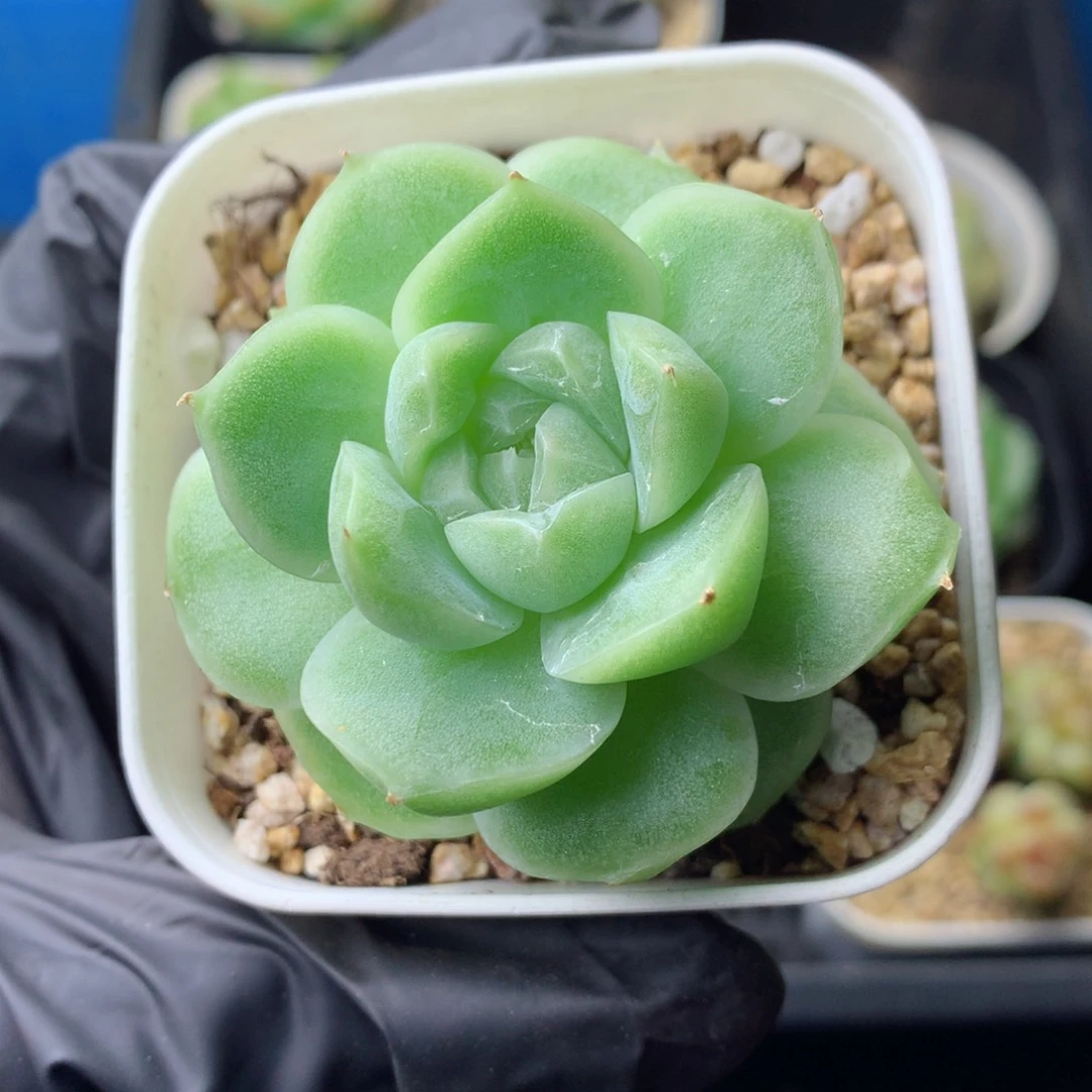 58包邮  群生不包整 112