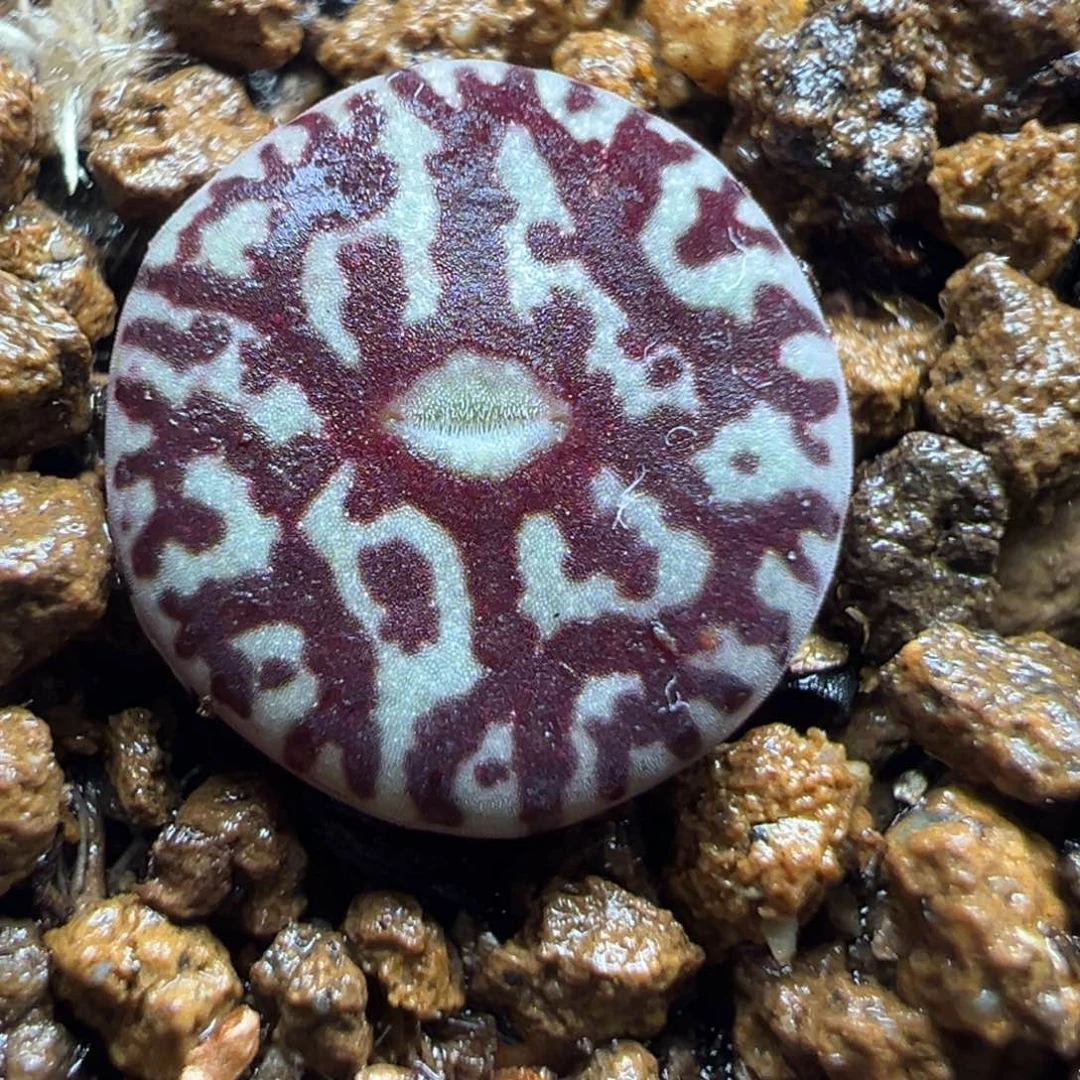 粗连纹钻石墨多肉植物